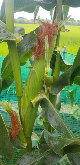 수원농군님의 고구마 · 영농일지 작성글 사진