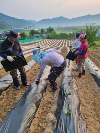 황종학님의 기타작물 · 영농일지 작성글 사진