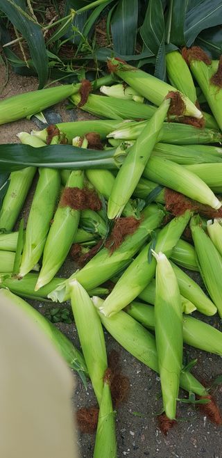 수원농군님의 고구마 · 영농일지 작성글 사진