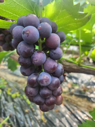 백화산지킴이산야초님의 기타작물 · 영농일지 작성글 사진