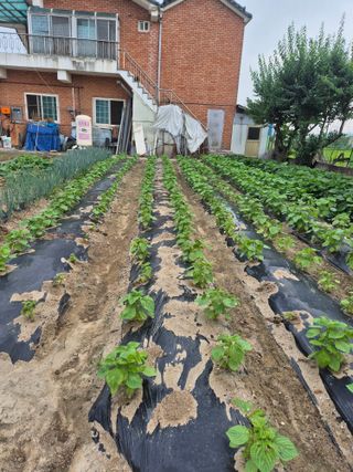 곰새끼님의 벼 · 영농일지 작성글 사진