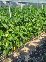 팜모닝 고추·영농일지 게시글 이미지