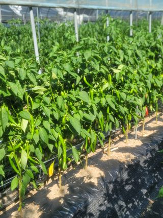 박래문님의 고추 · 영농일지 작성글 사진