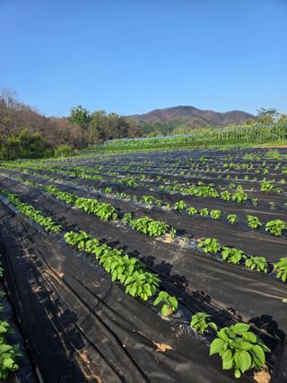민원기님의 들깨 · 영농일지 작성글 사진