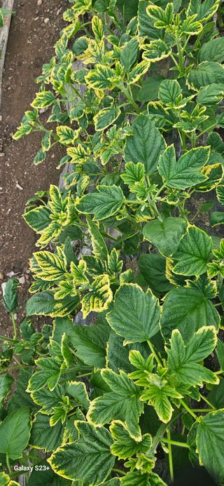 최갑수 님의 참깨 · 영농일지 작성글 사진