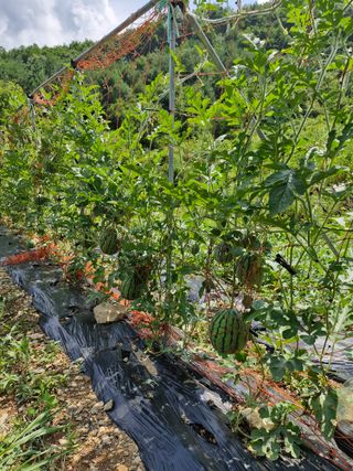 낙엽교목류21691님의 기타작물 · 영농일지 작성글 사진