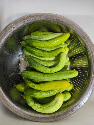 김윤회님의 오이 · 영농일지 작성글 사진