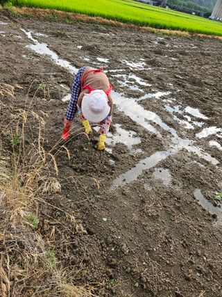 박원봉님의 호박 · 영농일지 작성글 사진
