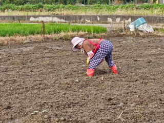박원봉님의 호박 · 영농일지 작성글 사진