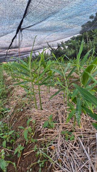 임상옥님의 기타작물 · 영농일지 작성글 사진