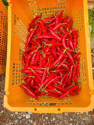 오이8898황산면님의 고추 · 영농일지 작성글 사진