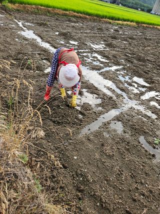 박원봉님의 호박 · 영농일지 작성글 사진