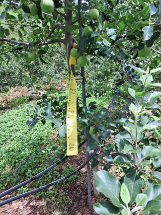 양배추20804님의 사과 · 영농일지 작성글 사진