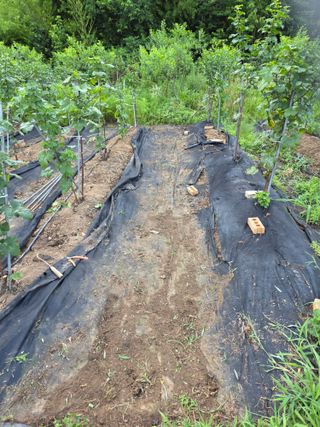 거여농원(방정재)님의 딸기 · 영농일지 작성글 사진