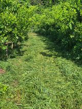 팜모닝 기타작물·영농일지 게시글 이미지