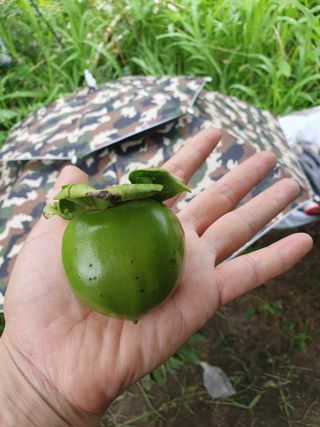 서선옥님의 감 · 영농일지 작성글 사진