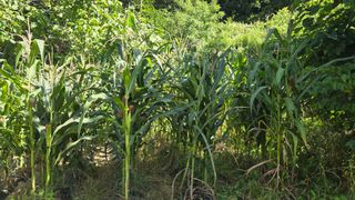 유윤주님의 고추 · 영농일지 작성글 사진
