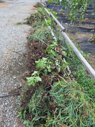 거여농원(방정재)님의 딸기 · 영농일지 작성글 사진