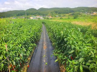 오이8898황산면님의 고추 · 영농일지 작성글 사진