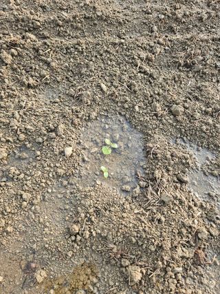 박원봉님의 호박 · 영농일지 작성글 사진