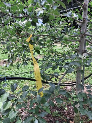 양배추20804님의 사과 · 영농일지 작성글 사진