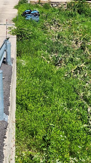 나팔농부김흥우님의 옥수수 · 영농일지 작성글 사진