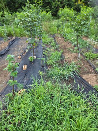 거여농원(방정재)님의 딸기 · 영농일지 작성글 사진