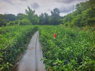 오이8898황산면님의 고추 · 영농일지 작성글 사진