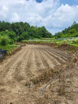 팜모닝 들깨·영농일지 게시글 이미지