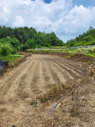 사과18677님의 들깨 · 영농일지 작성글 사진