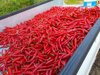 오이8898황산면님의 고추 · 영농일지 작성글 사진