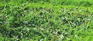 나팔농부김흥우님의 옥수수 · 영농일지 작성글 사진