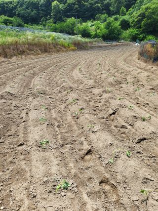 사과18677님의 들깨 · 영농일지 작성글 사진