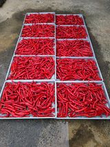 팜모닝 고추·영농일지 게시글 이미지