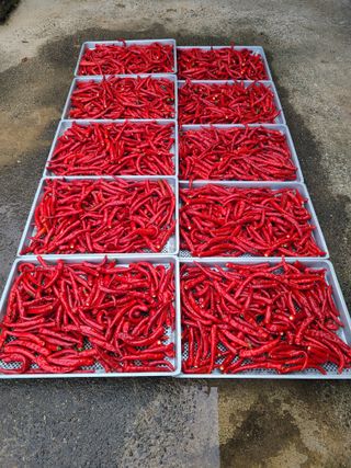 고추님의 고추 · 영농일지 작성글 사진