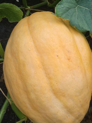 선우농장님의 기타작물 · 영농일지 작성글 사진