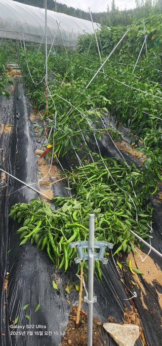 한밭골님의 고추 · 영농일지 작성글 사진