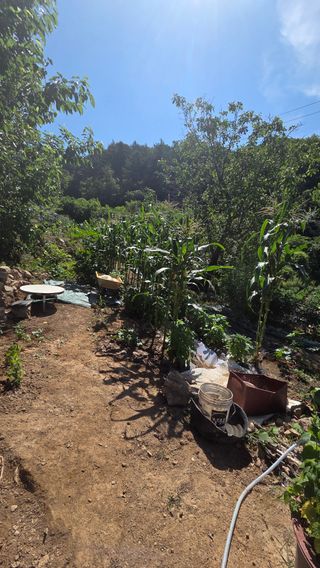 유윤주님의 고추 · 영농일지 작성글 사진