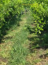 팜모닝 기타작물·영농일지 게시글 이미지