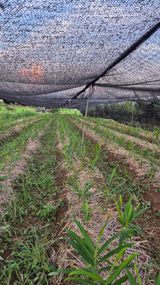 팜모닝 기타작물·영농일지 게시글 이미지