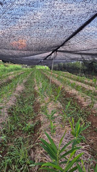 임상옥님의 기타작물 · 영농일지 작성글 사진