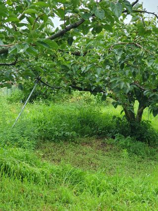 서선옥님의 감 · 영농일지 작성글 사진