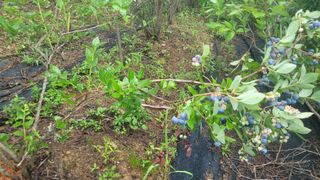 여우내 이순홍님의 블루베리 · 영농일지 작성글 사진