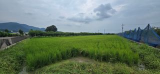 박성준님의 벼 · 영농일지 작성글 사진