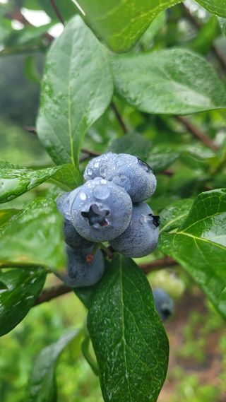 여우내 이순홍님의 블루베리 · 영농일지 작성글 사진