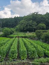 팜모닝 기타작물·영농일지 게시글 이미지