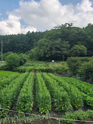 김대기님의 기타작물 · 영농일지 작성글 사진