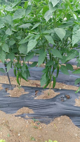 덕골아저씨님의 기타작물 · 영농일지 작성글 사진