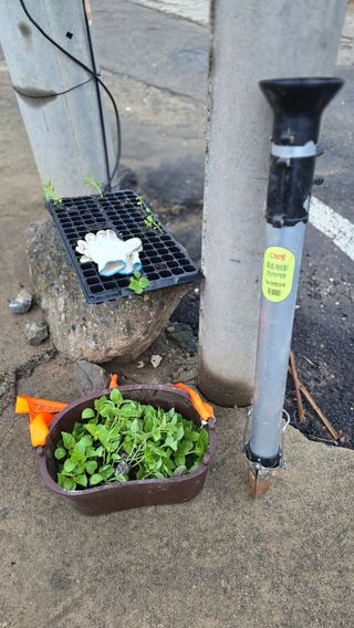 김흥환 님의 들깨 · 영농일지 작성글 사진