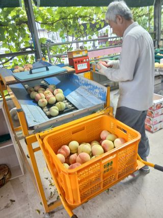 성재엄마님의 기타작물 · 영농일지 작성글 사진